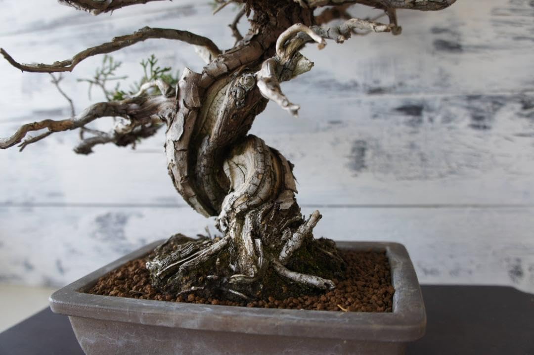 盆栽 『真柏』 和風 おしゃれ インテリア 観葉植物 園芸 オブジェ b082